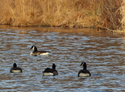 December Geese on the East Branch