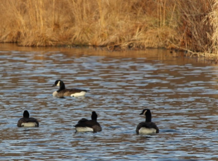 December Geese on the East Branch